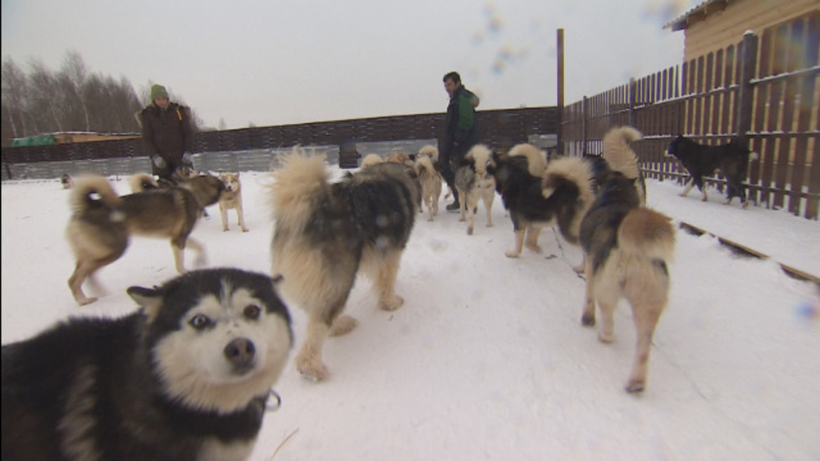 Russia: Homeless huskies find solace sledging with kids
