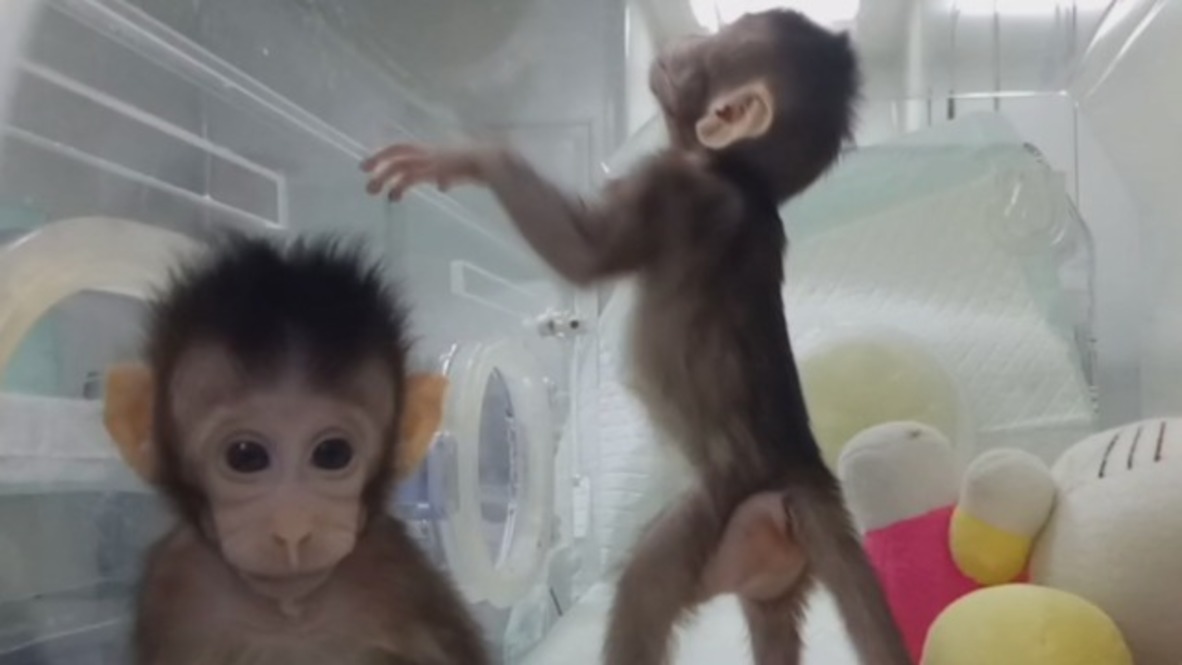 China: Ground-breaking primate clones unveiled in scientific first
