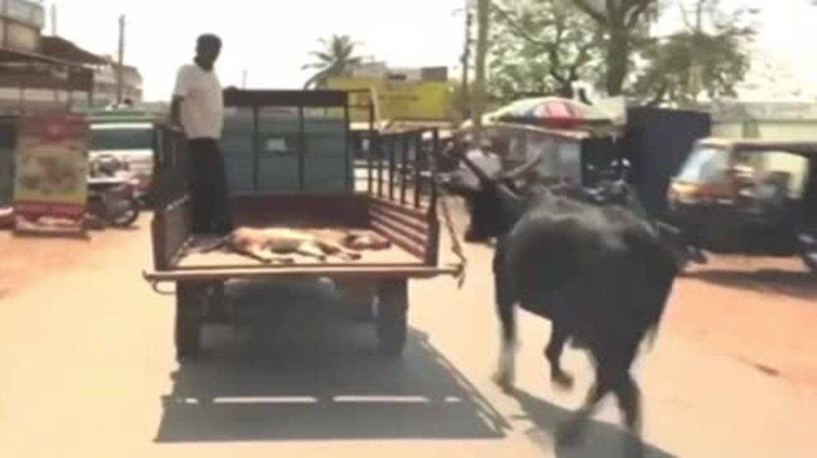 Mama Moo! Worried mama cow runs behind truck carrying baby calf to hospital