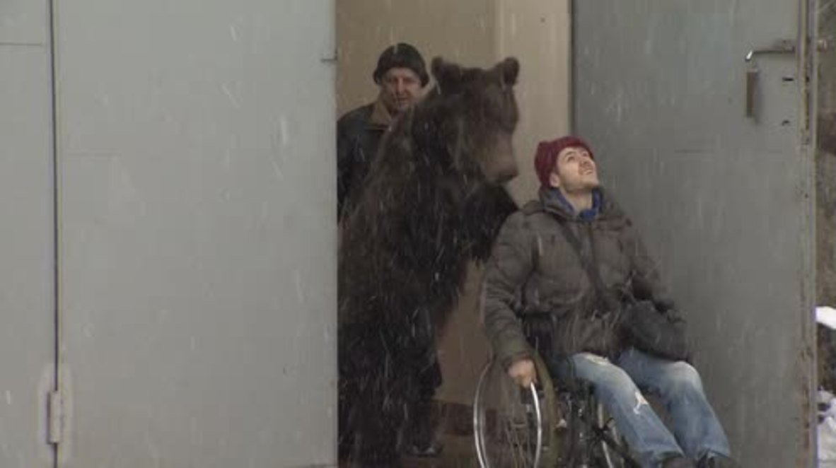 Unbearlievable! Bear pushes injured trainer around in wheelchair
