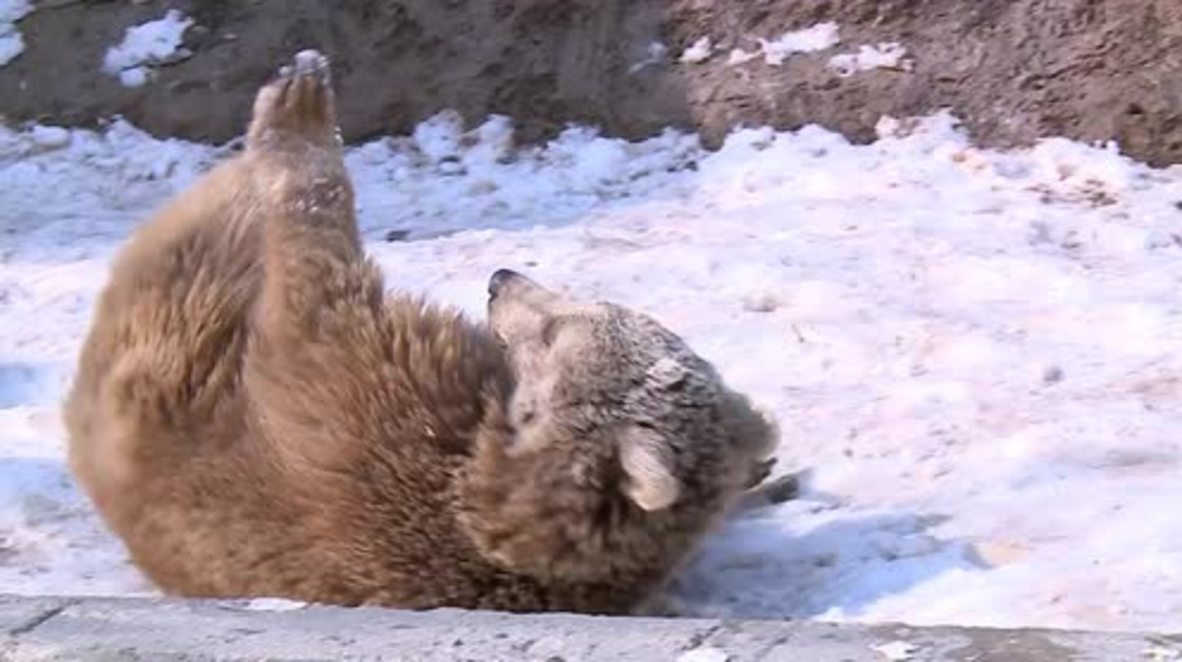 Adorable brown bear cub caught playing in the snow at Tehran Zoo