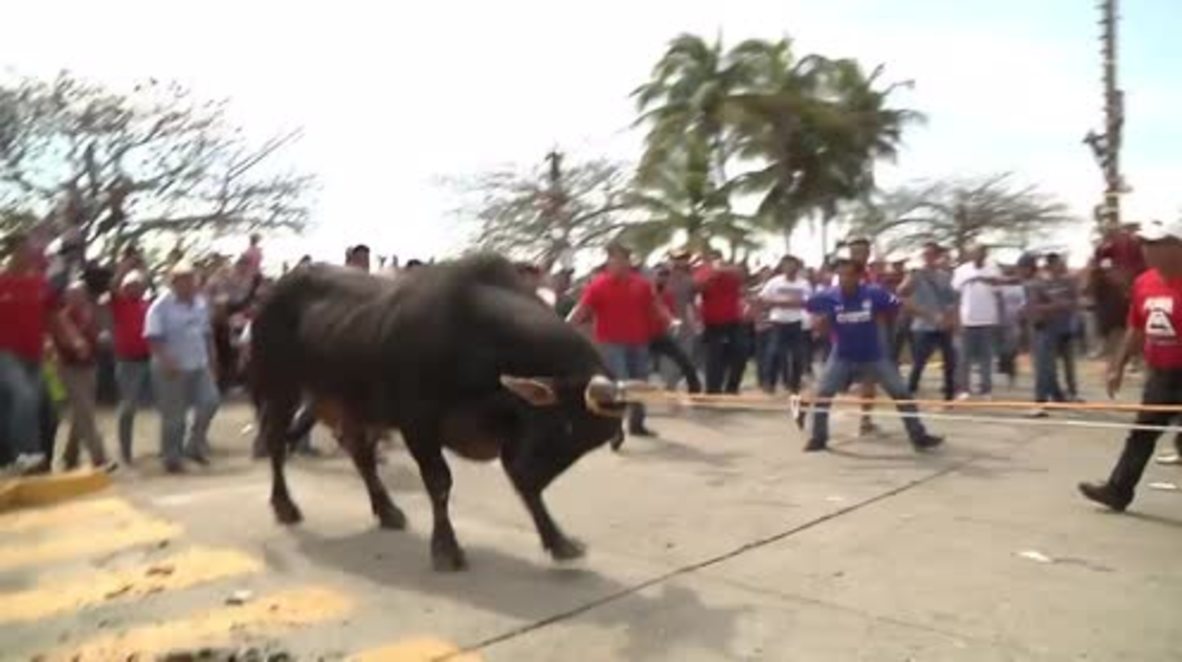 Mexico: Tlacotalpan celebra sus fiestas con controvertidos encierros y corridas de toros