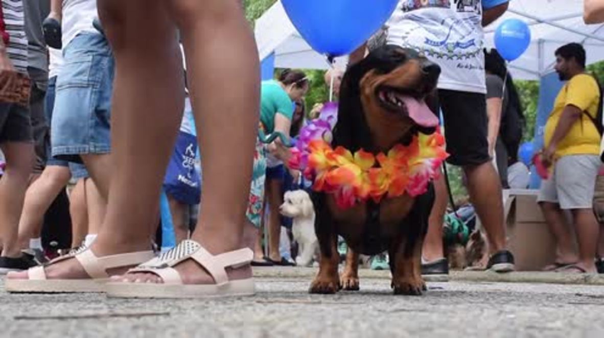 Puparazzi have a field day as Rio Carnival goes to the DOGS