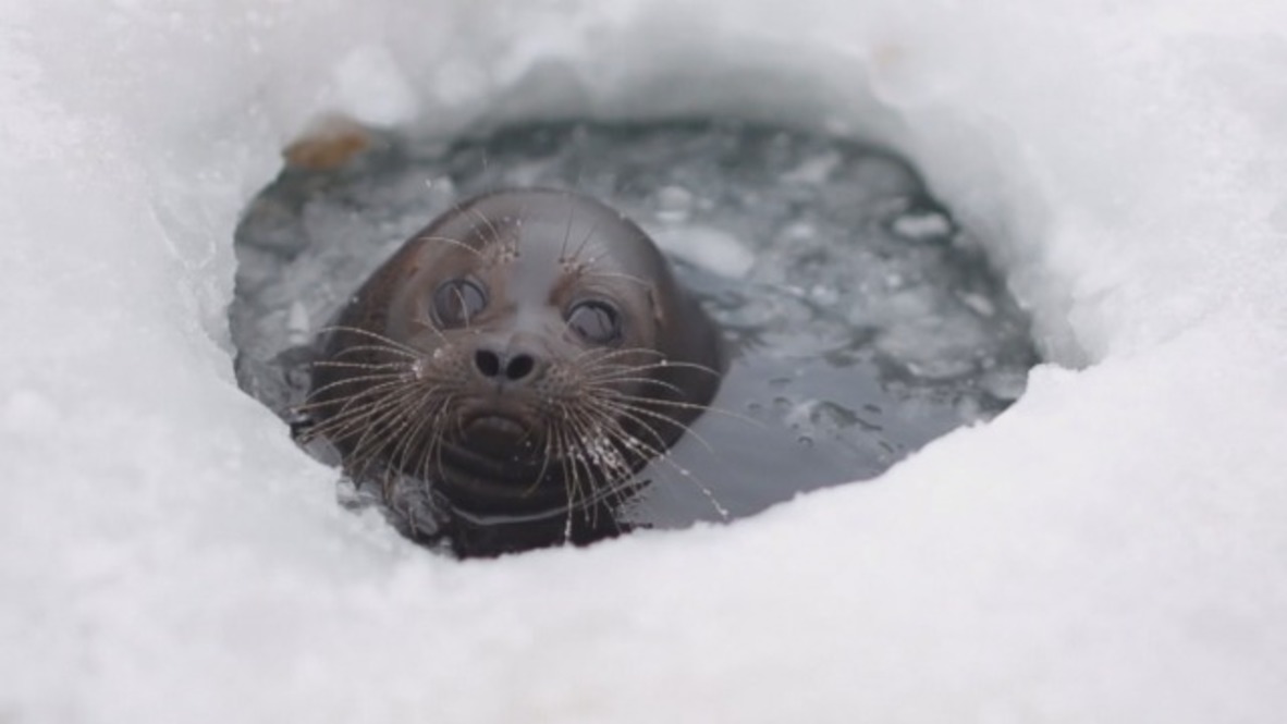 Kroshik - the famous Ladoga seal is BACK!