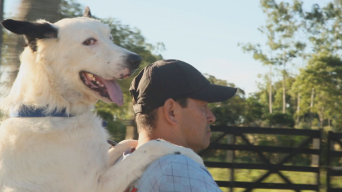 Pooch paw-trol is no dog’s life for joyriding mutt
