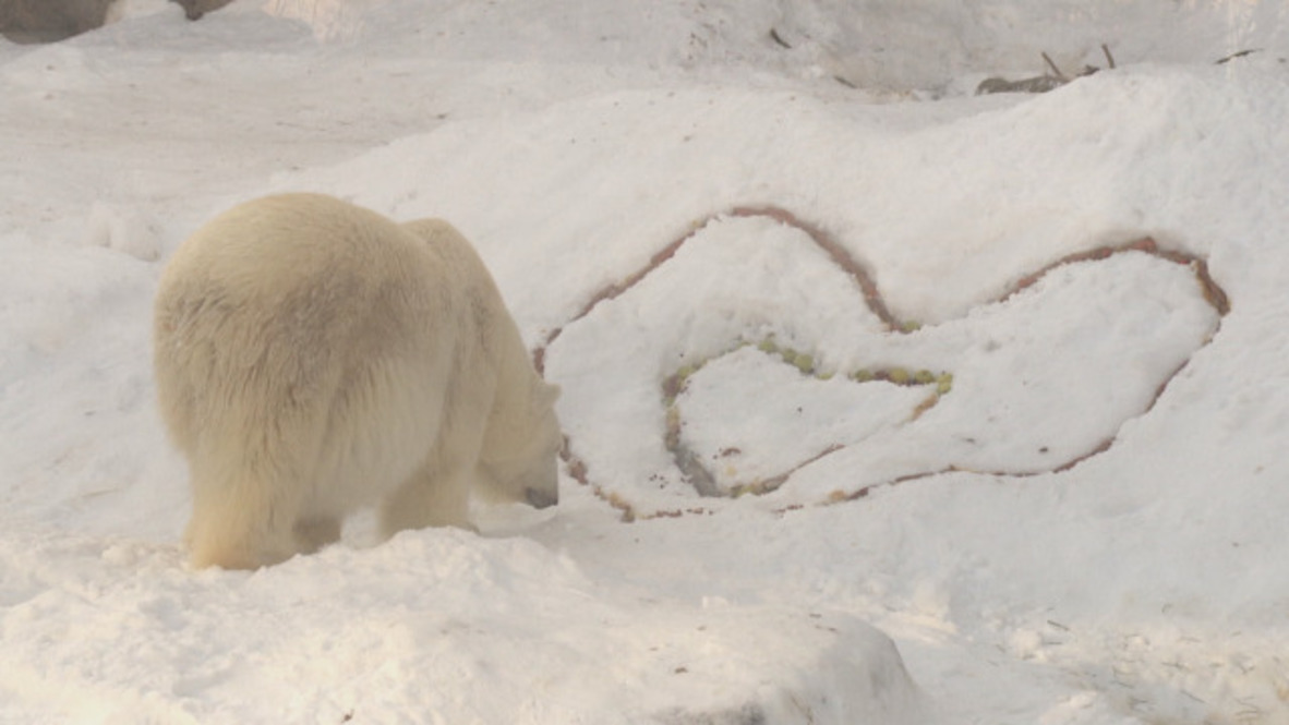 Love is in the BEAR! Polar bears enjoy hearty Valentine’s Day breakfast