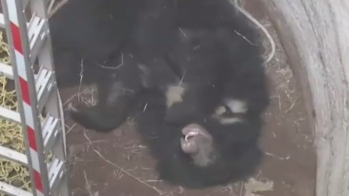 India: Dramático rescate de dos osos que habían caído a un pozo de 9 metros de profundidad