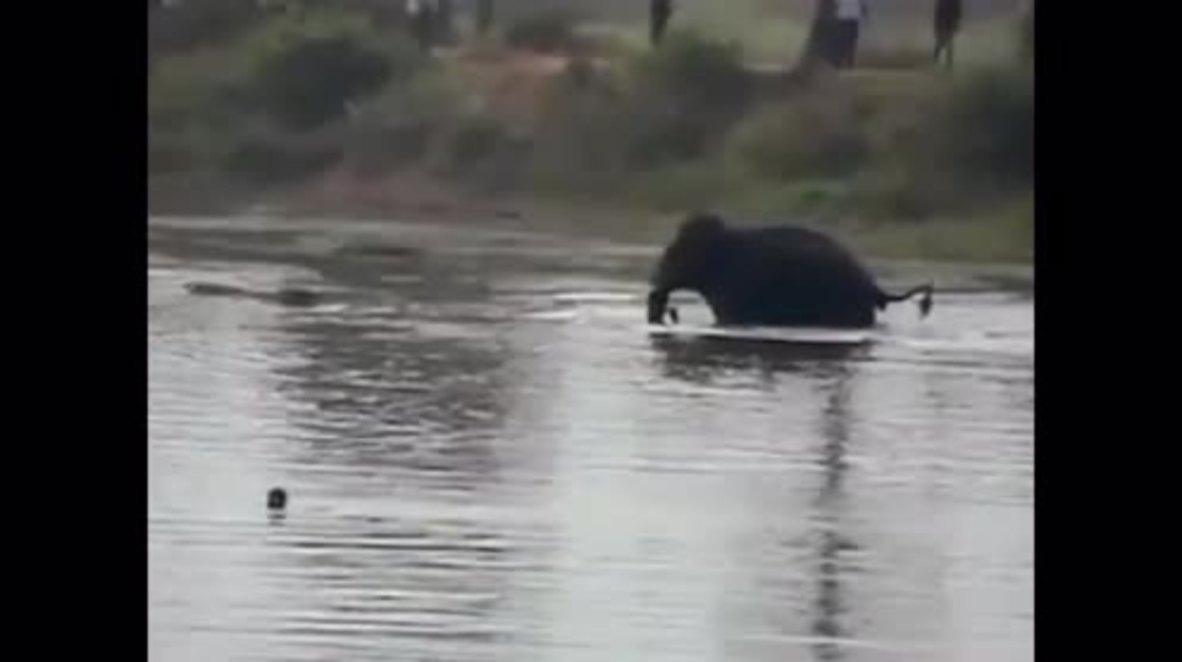 India: Shocking scene as elephant tramples man to death *GRAPHIC*