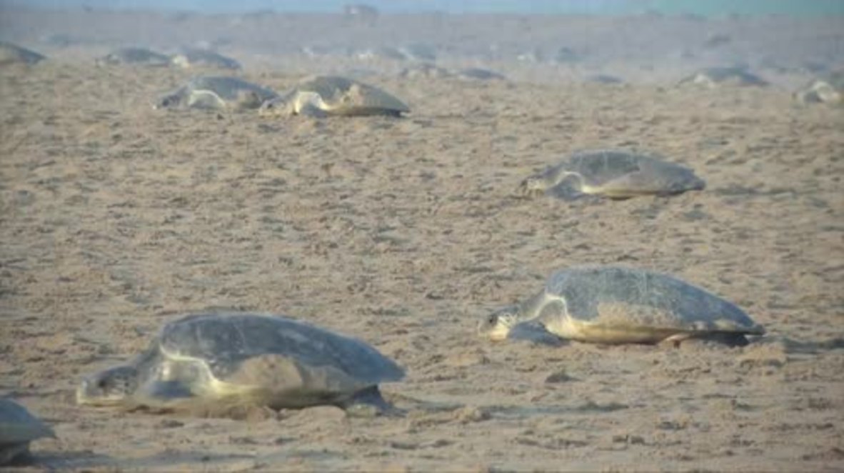 Indian turtles make annual nesting trip in hundreds of thousands