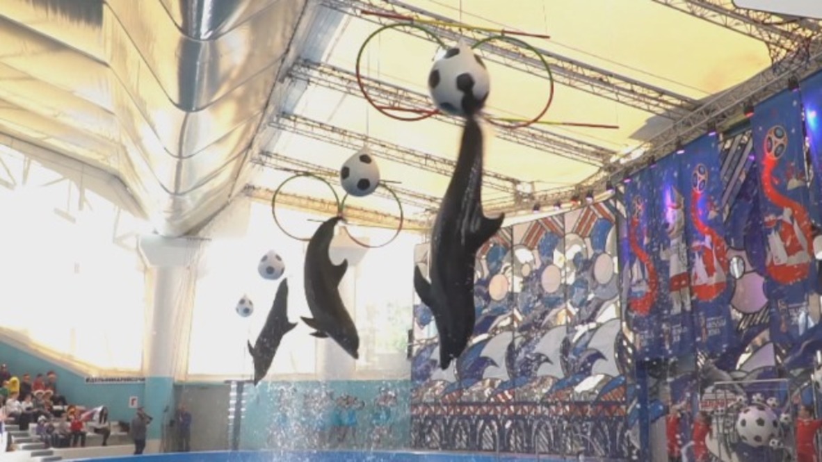 Dolphins have whale of a time marking 100-day World Cup countdown in Sochi