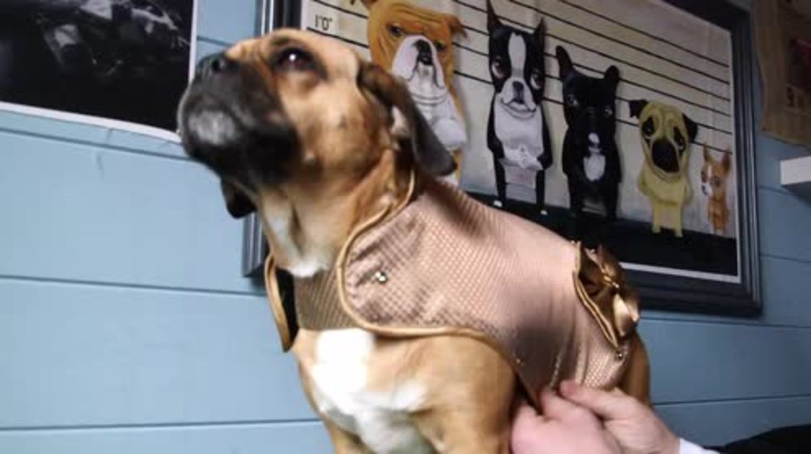 UK: Doggy style! Meet the makers of a 24 carat gold jacket for pups