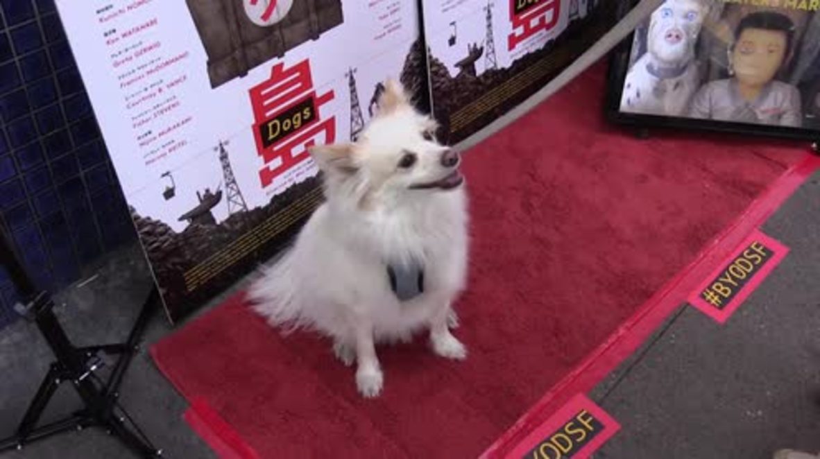 Barking mad! Pups attend ‘Isle of Dogs’ screening in San Francisco