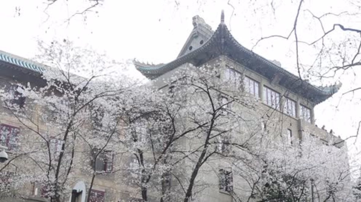 China: Thousands flock to Wuhan to witness cherry blossom