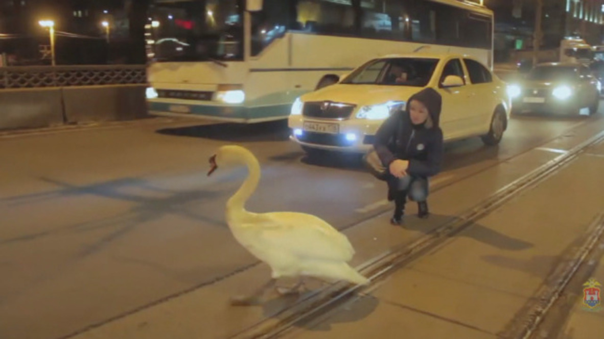 Runaway swan leaves motorists in a flap during dramatic rescue