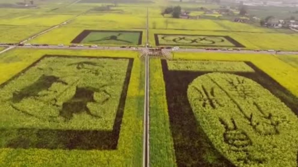 Stunning cropcircles pressed into Pengzhou fields bring Chinese countryside alive