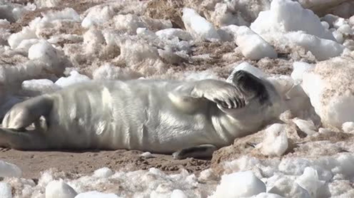 Baby seals get their vitamin D fix basking in Latvian sun