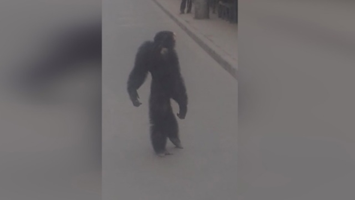 Cirque du Krasnodar! Runaway chimp causes stir