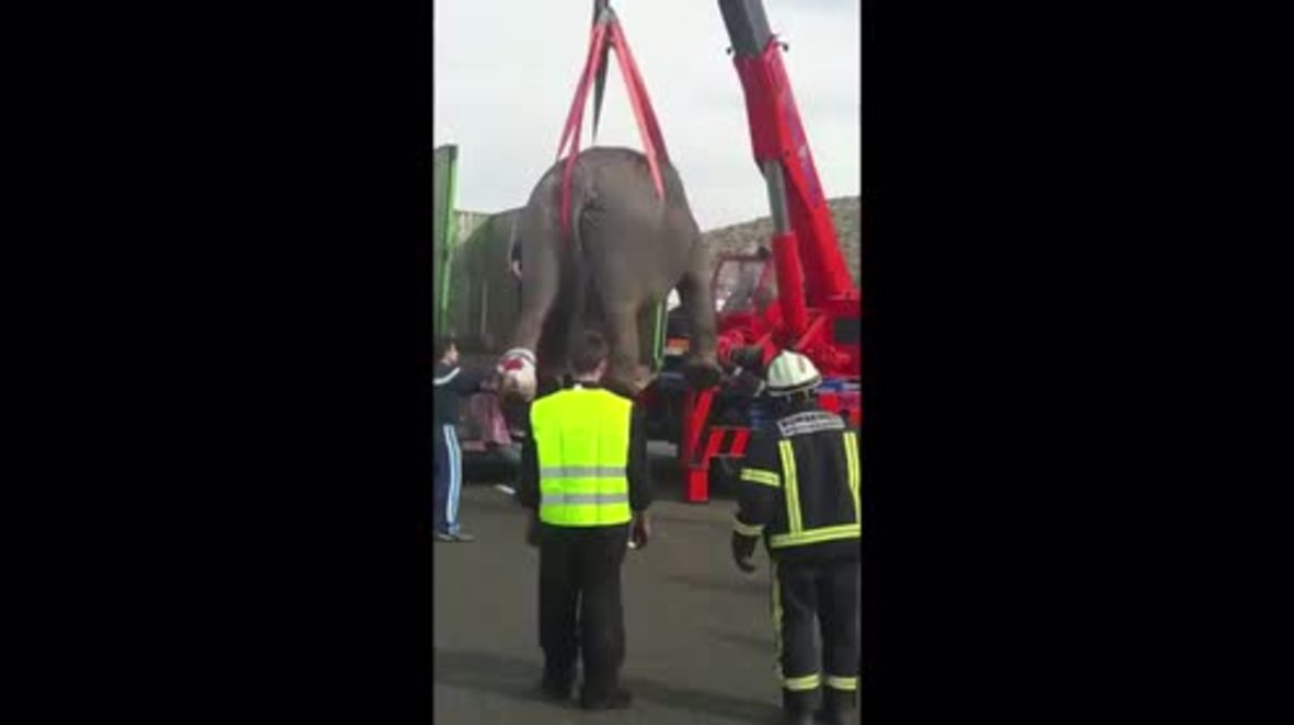 Elephants block Spanish road after truck accident in Albacete