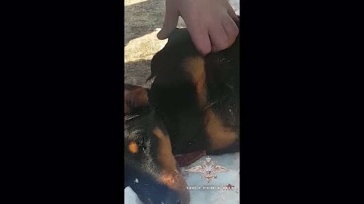 Rusia: Policías brindan los primeros auxilios a un perro atacado por otros perros