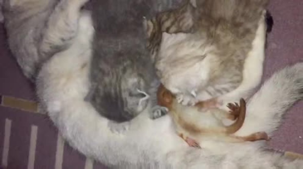Purrrfect love! Mother cat adopts baby squirrel