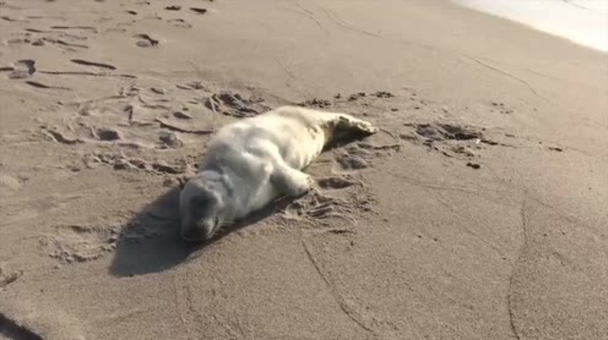 Russia: Kalinigrad Zoo saves seal cub injured by dog