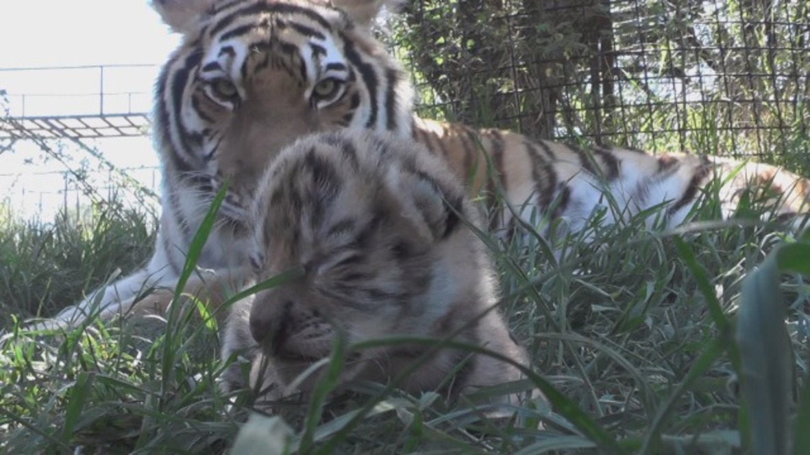 Watch quartet of adorable tiger cubs born in Crimea