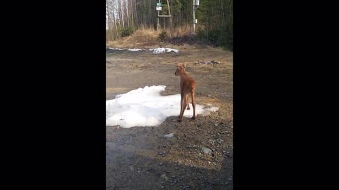 Bambi on board! Watch baby deer catch bus