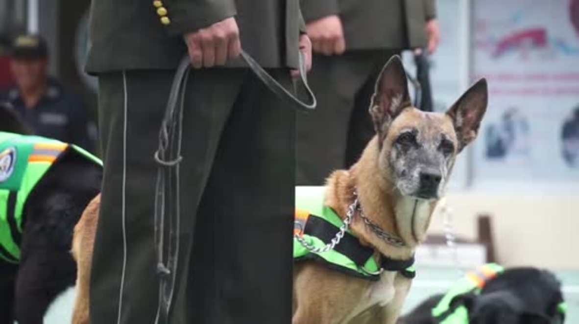 A dog's life – Ecuador retires 61 police dogs