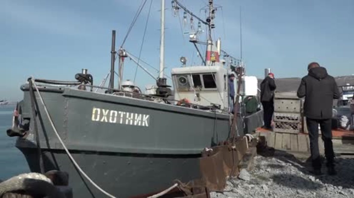 ADORABLE baby seals released into the wild near Vladivostok