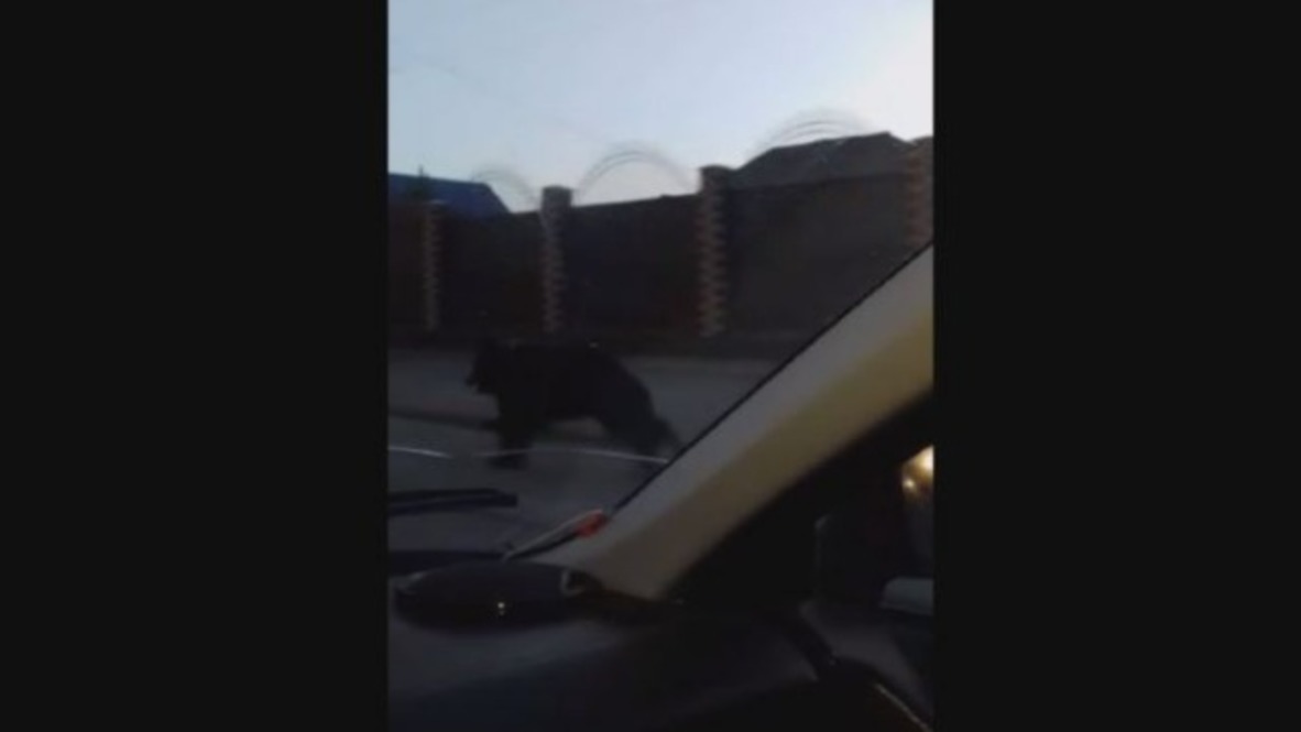 So-long hibernation? Bear runs free through streets of Russian town