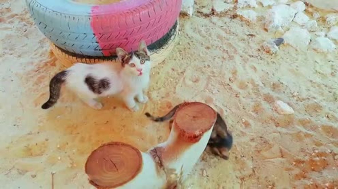 Siria: Un santuario de gatos ofrece refugio y cuidados a los felinos desvalidos de Alepo