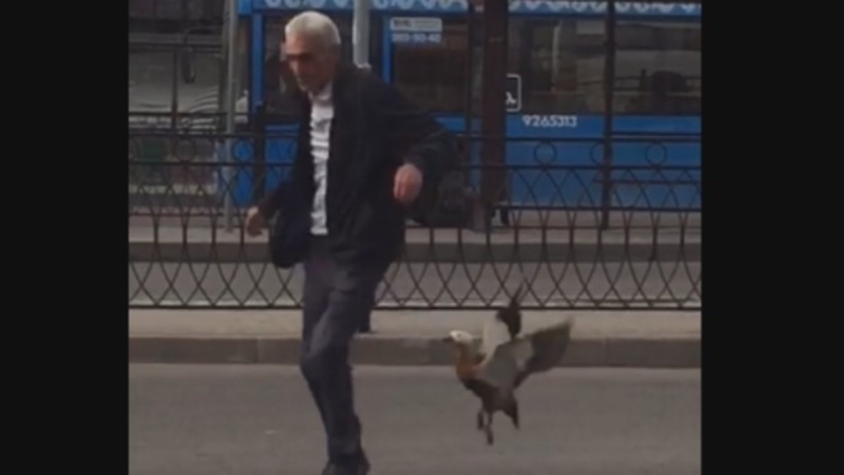 RiDUCKulous! Mummy duck goes absolutely quackers at Moscow cabby