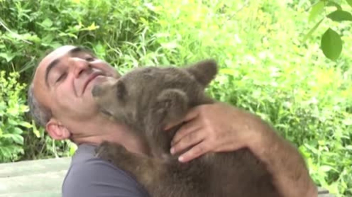 Ossetian family adopts bear cub - 'It's like a fourth child'