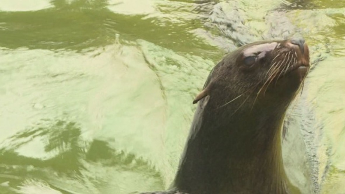 Will Daisy the Seal correctly predict the Germany v Mexico winner?