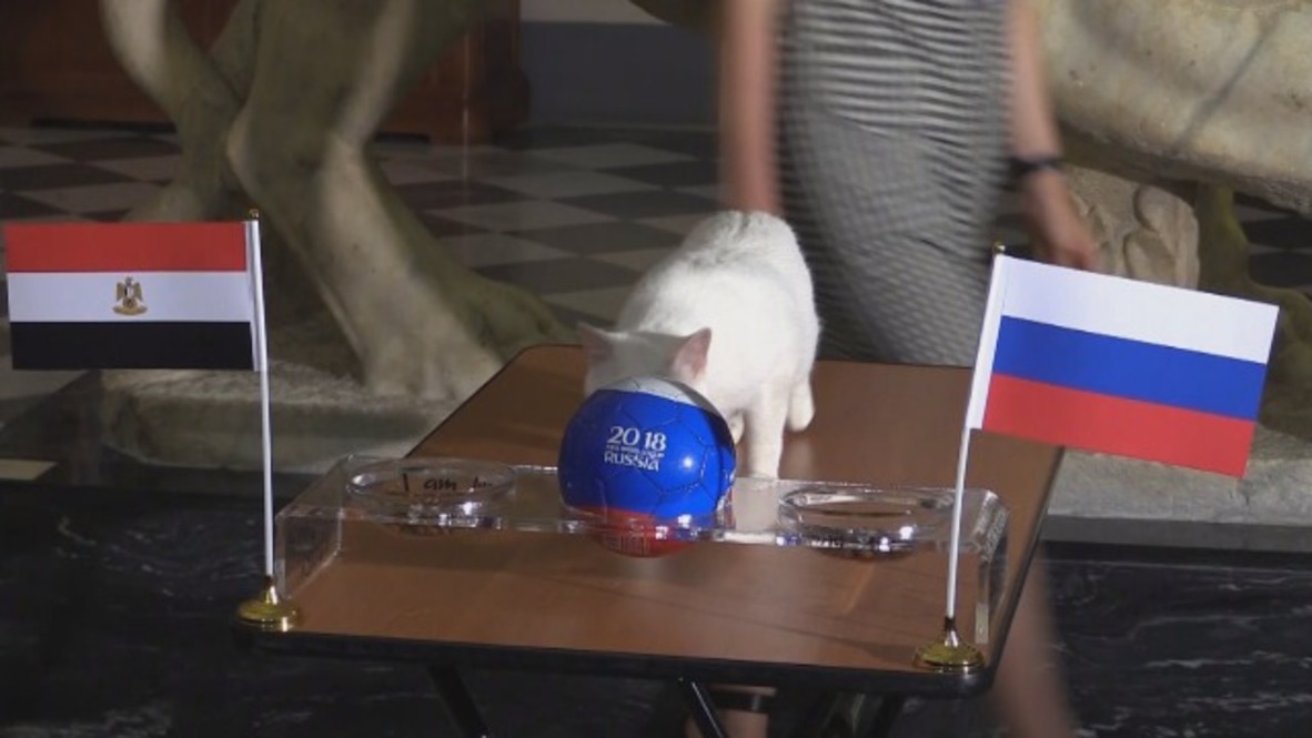 Russia or Egypt? SEE Achilles the cat’s World Cup predictions