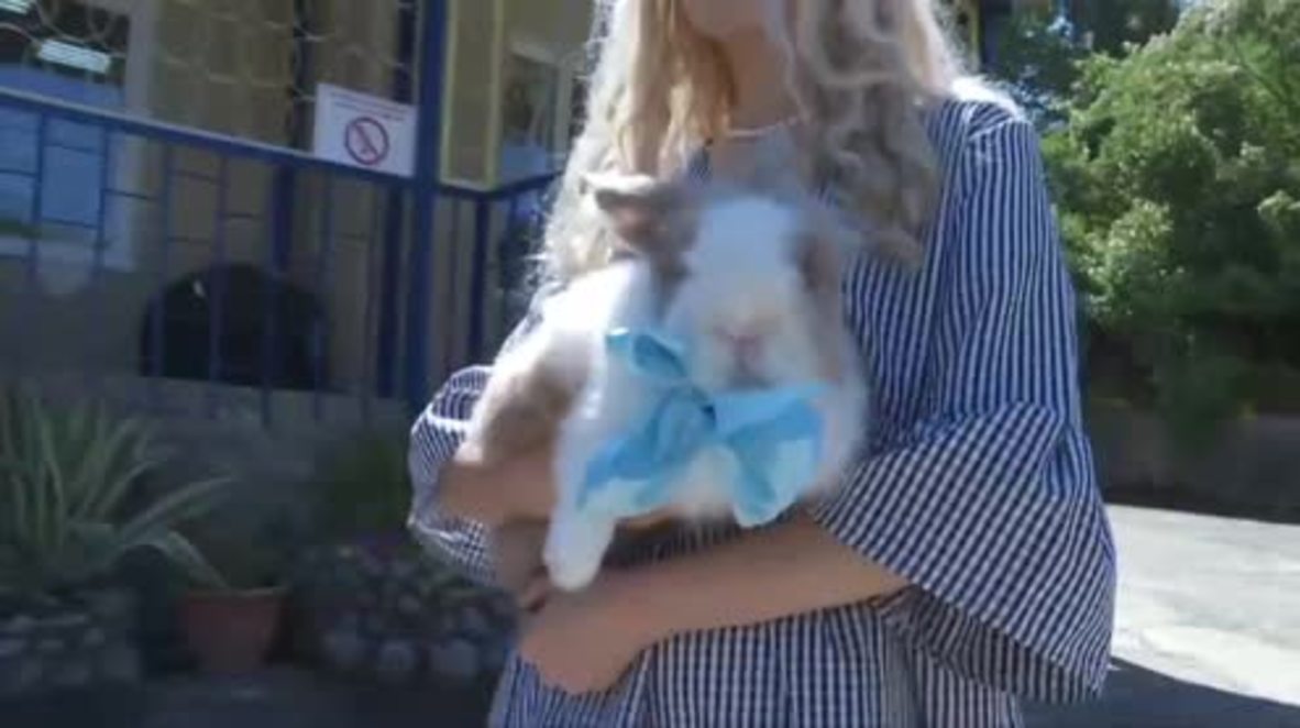 Fur the love of football! See Pushik the Bunny predict results of WC weekend fixtures