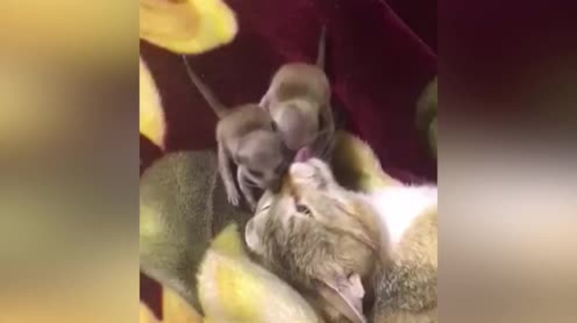 Mama cat adopts two baby meer-'cats'!