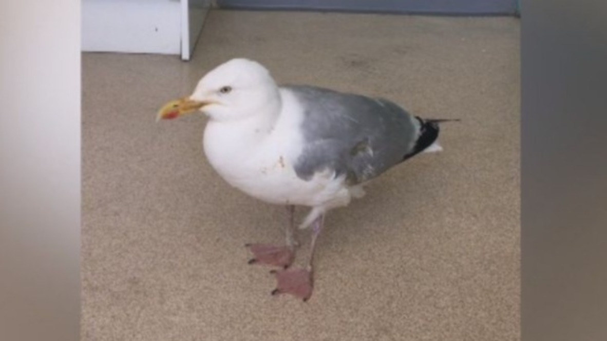 UK: Drunk seagull cause for concern as activists blame alcohol producers