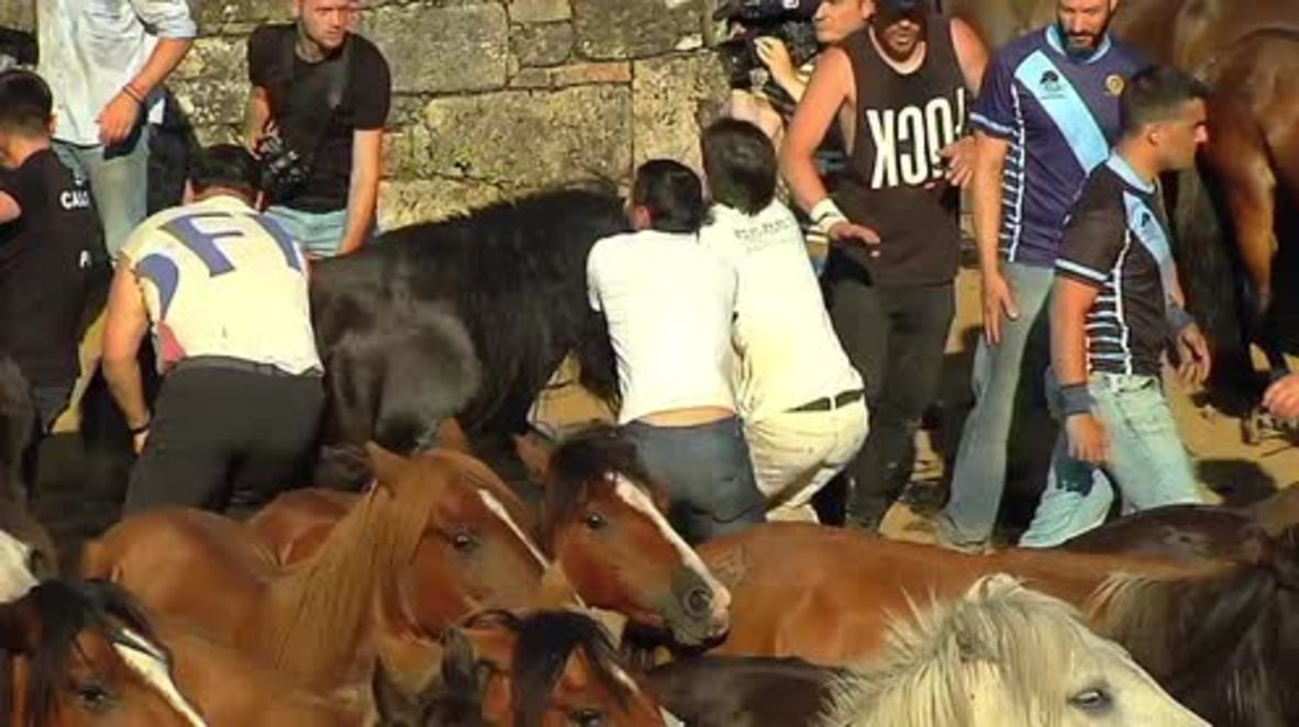 Spain: Men wrestle wild horses in Galicia's traditional 'Cropping of the Beasts'