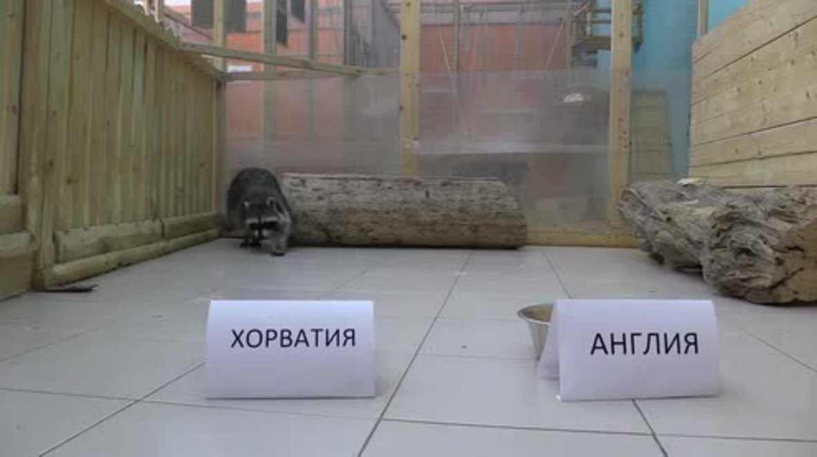 Will this Russian raccoon correctly predict the England v Croatia winner?