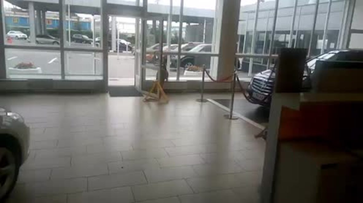 No EYE-DEER where the exit is! Fawn trapped in car dealership