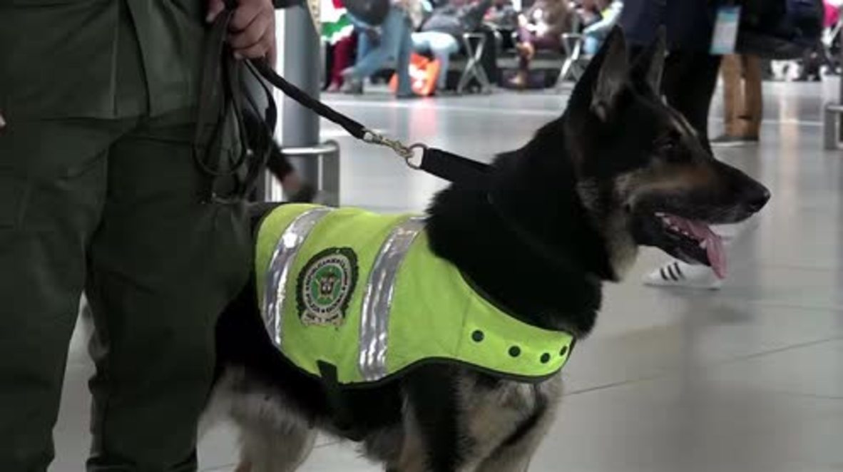 Colombia: Celeb sniffer dog Sombra has $70k bounty put on her head
