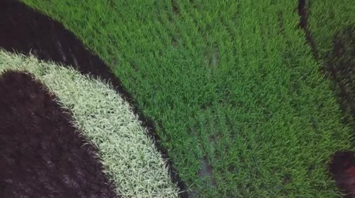 BasmARTY! Rice paddies become massive masterpieces in Japan