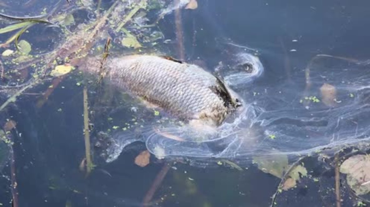 Alemania: Aparecen seis toneladas de peces muertos en Hamburgo debido a las altas temperaturas