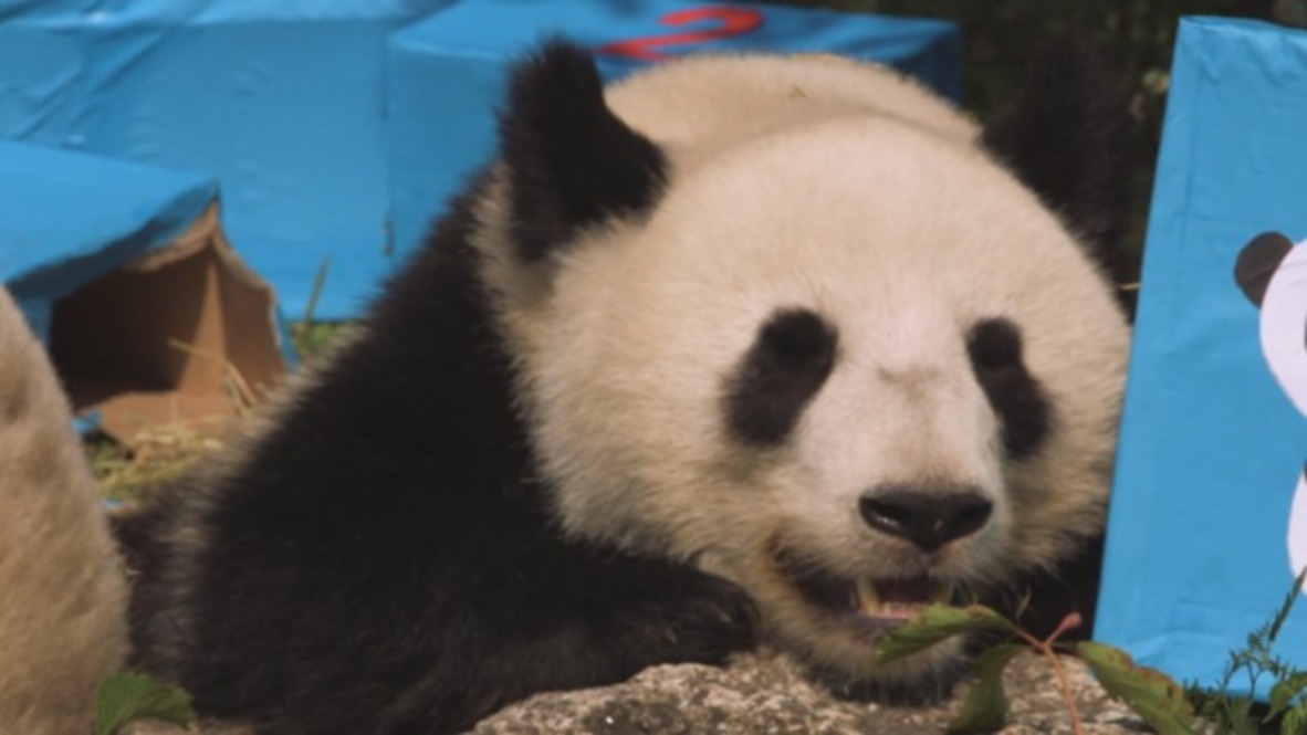 Giant twin pandas celebrate second birthday at Vienna zoo