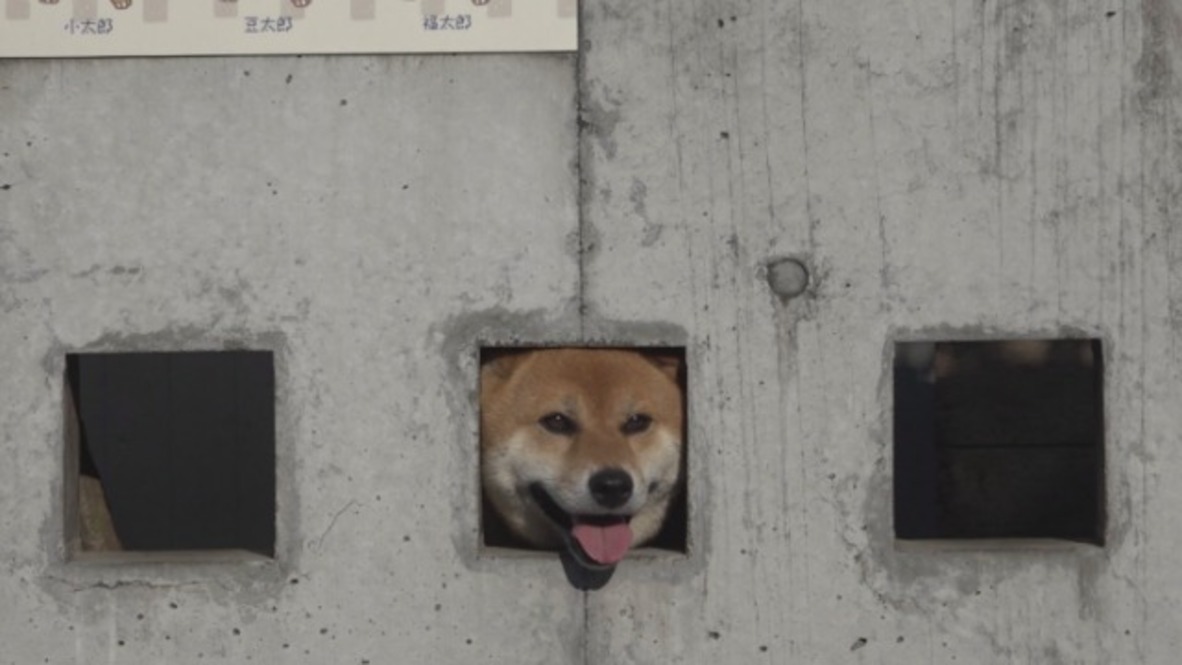 Three Shiba Inus become tourist attraction in Japan