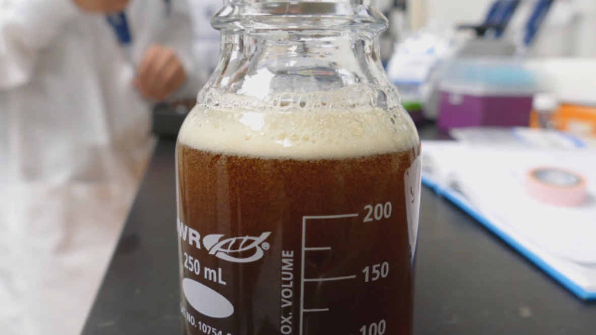 Canada: Scientists brew world’s first cannabis beer