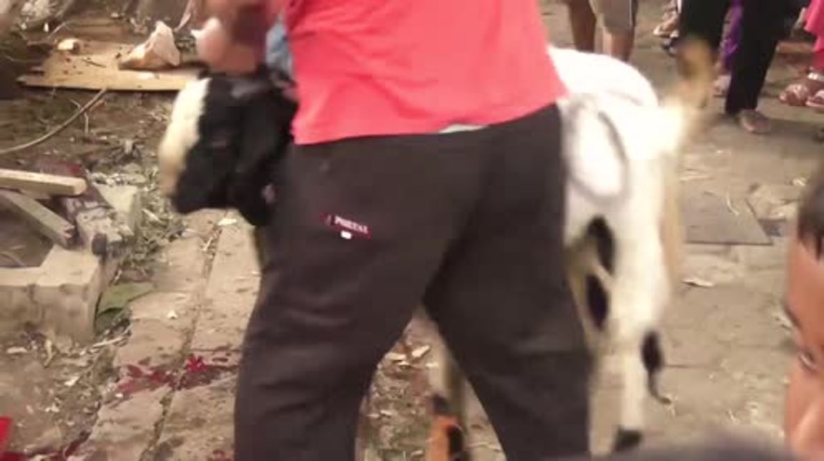 Indonesia: Sacrifican cabras en Yakarta para celebrar el Eid al-Adha