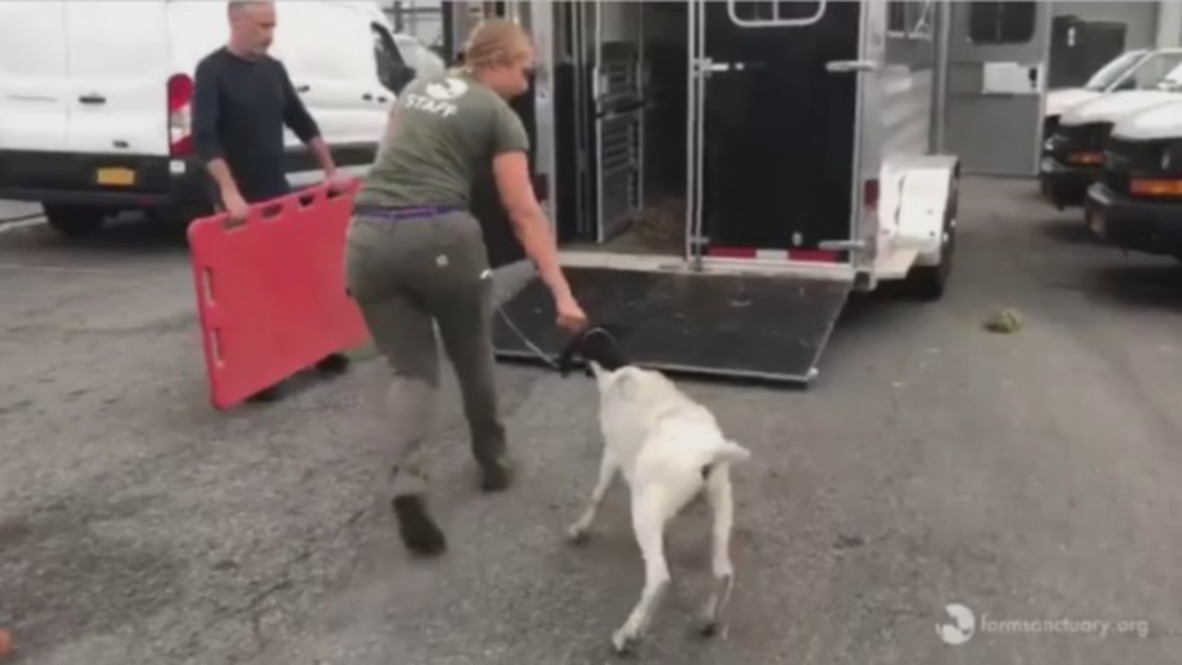 USA: Jon Stewart helps rescue goats found on NY subway trakcs