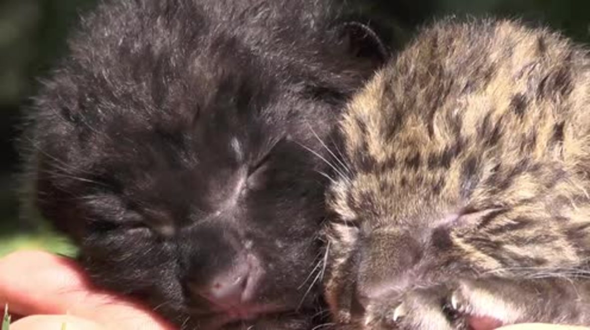 Picture PAWfect baby leopard twins born in Crimean zoo